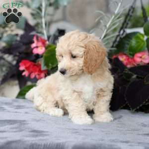 Cassie, Bich-Poo Puppy